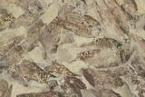 Fossil Fish (Gosiutichthys) Mortality Plate - Wyoming #357181-1